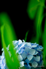 Green hydrangea