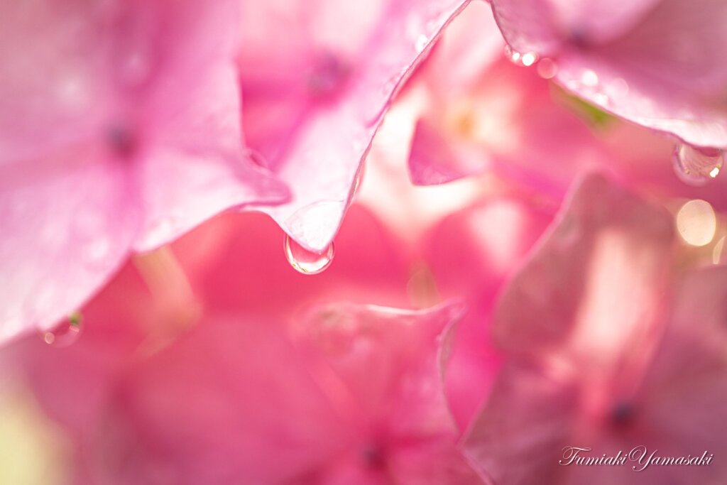 雨上がりの紫陽花