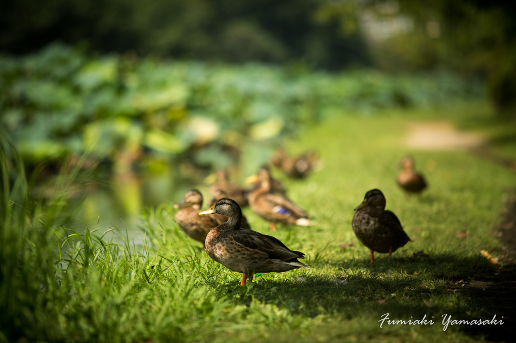 Billed duck