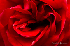 『Holes in the rose』