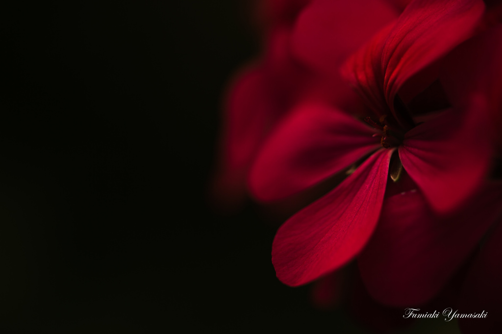 Autumn red
