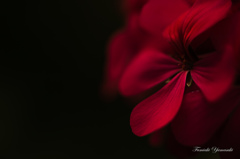 Autumn red