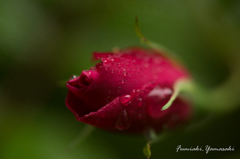 【Dear Rose】