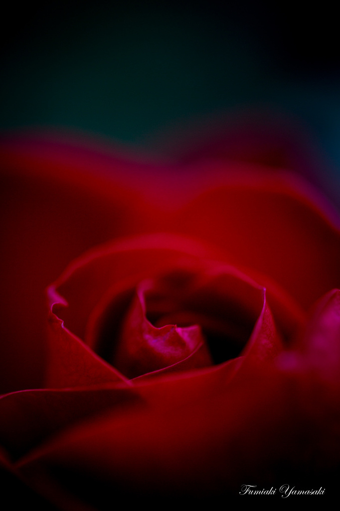 Winter Rose4