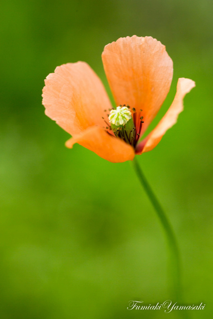 Poppy