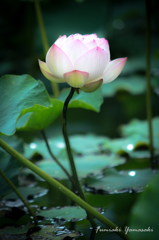 蓮花