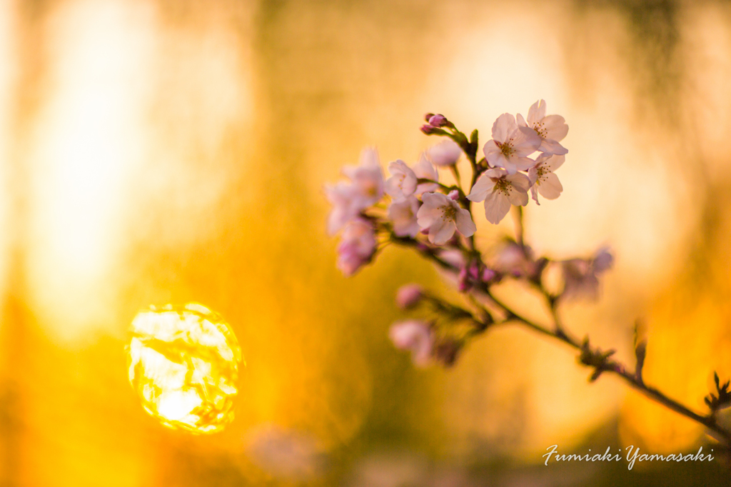 『灼熱の桜』