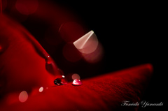 Rose world