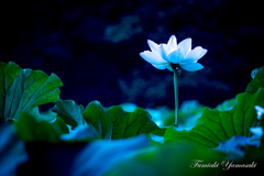 Lotus flower