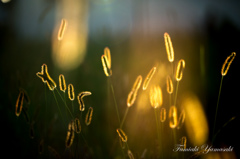 Golden Setaria
