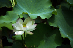 赤坂に咲く蓮の花