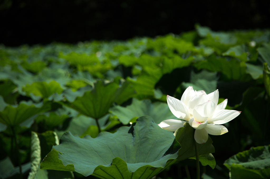 赤坂に咲く蓮の花
