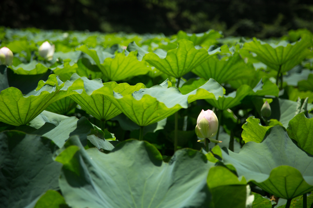 赤坂に咲く蓮の花