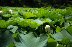 赤坂に咲く蓮の花