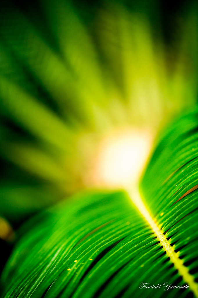 Light back