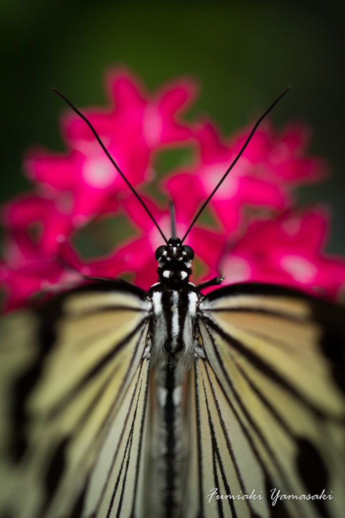 ButterflyⅡ