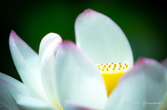 蓮花