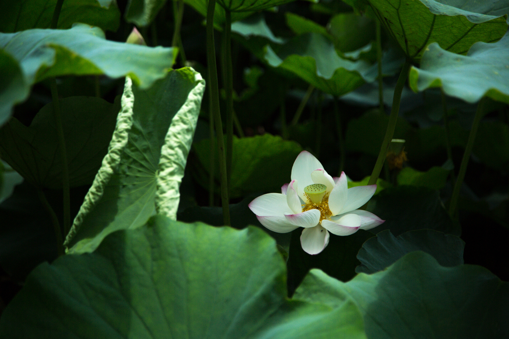 赤坂に咲く蓮の花