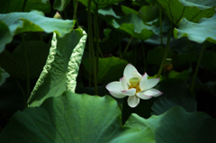 赤坂に咲く蓮の花