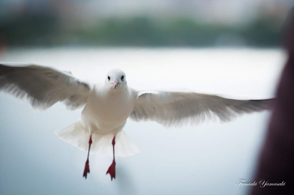 鳥のオアシス3