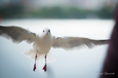 鳥のオアシス3