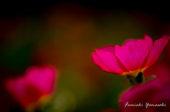 GlowFlower