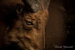 WILD EYE