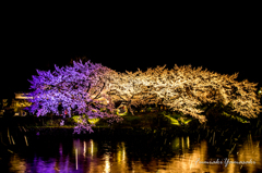 『桜と雨』