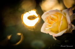 Winter Rose2