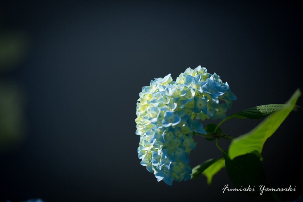 紫陽花