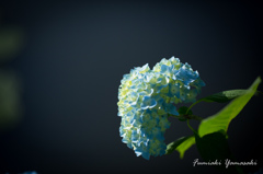 紫陽花