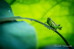 Grasshopper２