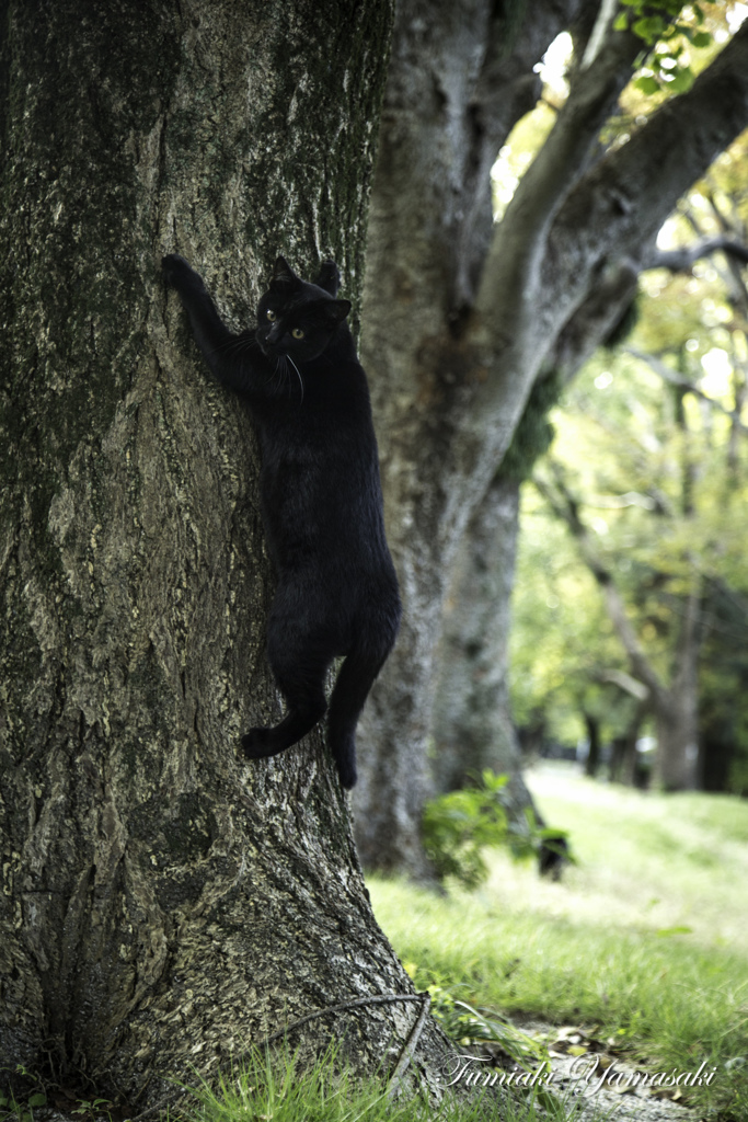 黒猫