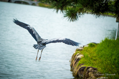 Flying heron
