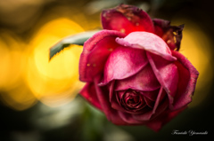 Winter Rose1