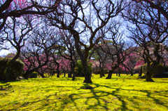 福岡の舞鶴公園の春