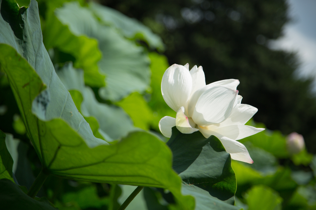 赤坂に咲く蓮の花