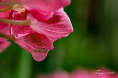 紫陽花の雫