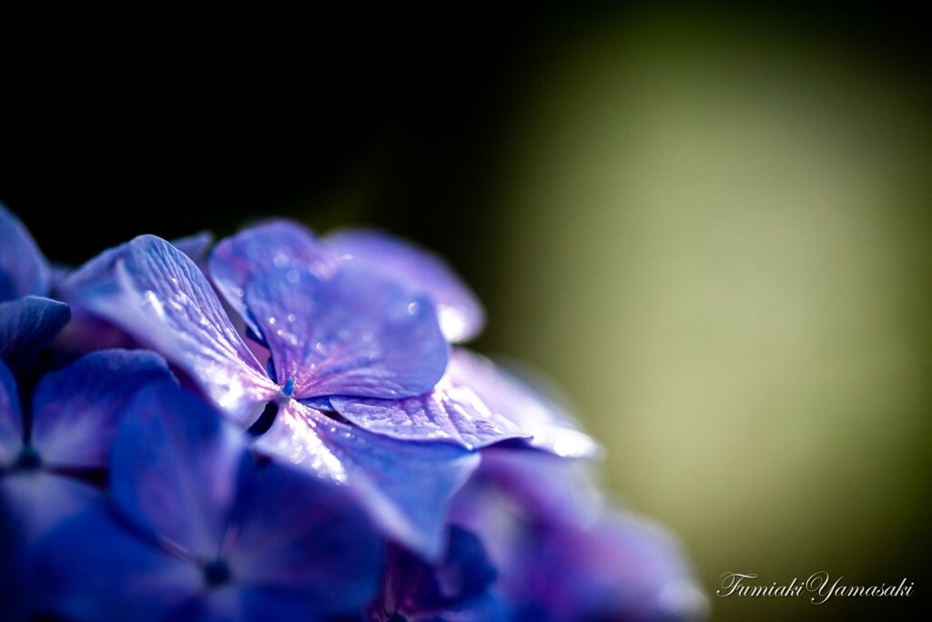 雨上がりの紫陽花