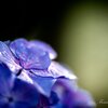 雨上がりの紫陽花