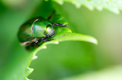 Green　Beetle