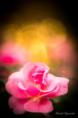 Winter Rose5