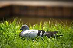 鳩