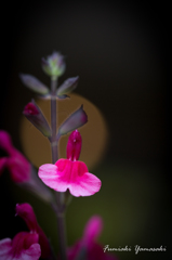 Bird flowers