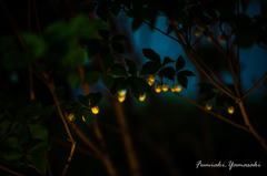 「Light Flowers」