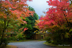 由布院紅葉4六