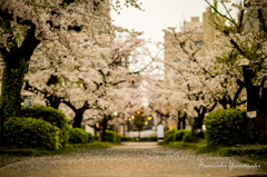 『花道』