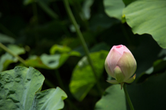 赤坂に咲く蓮の花