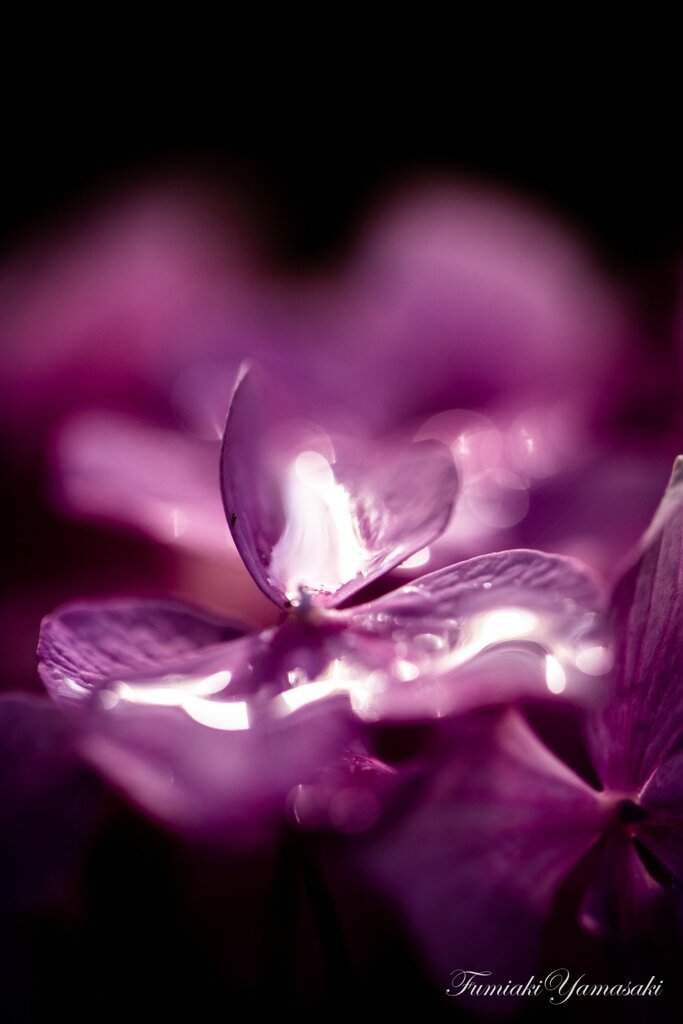 雨上がりの紫陽花