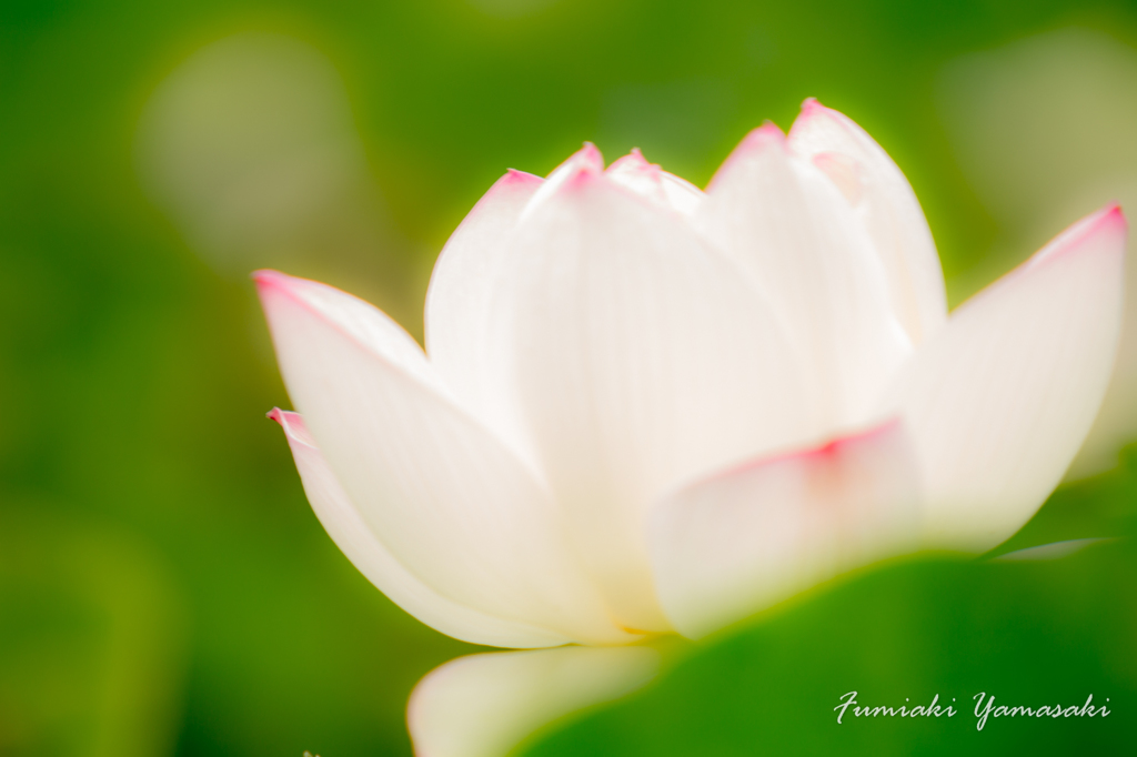 蓮の花